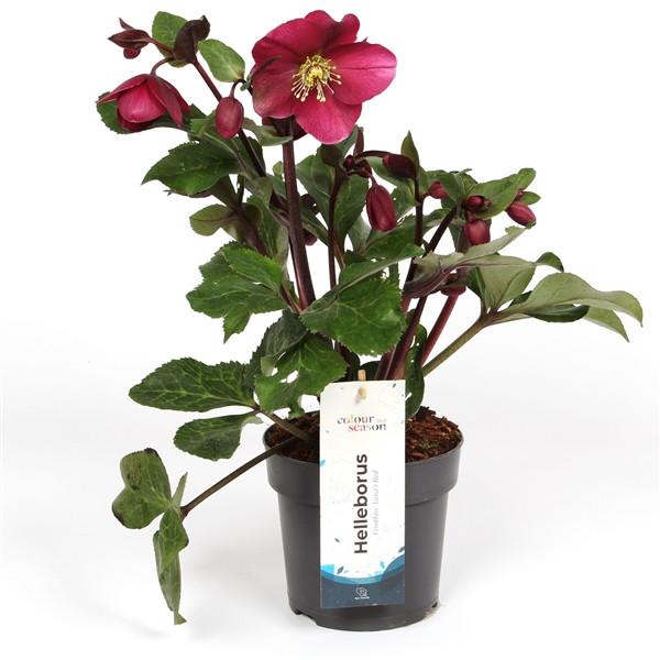 Helleborus 'Anna's Red'