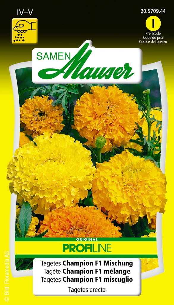 Tagète Champion F1 mél.