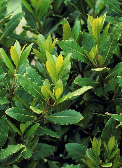 Laurus nobilis