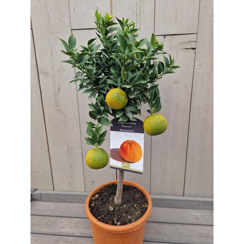 Citrus myrtifolia 'Chinotto'