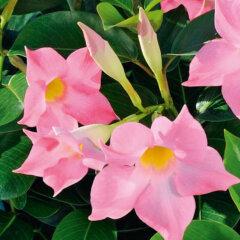 Dipladenia