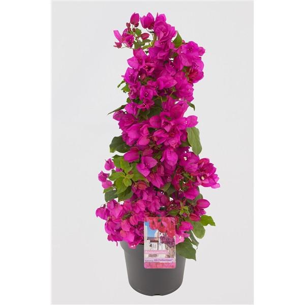 Bougainvillea glabra 'Sanderiana' Mauve