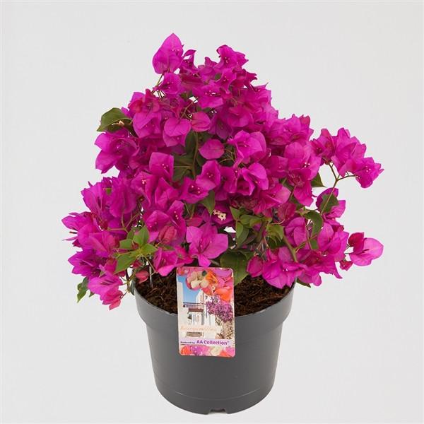 Bougainvillea