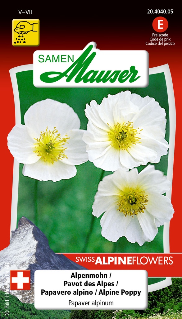 Papaver alpinum ( pavot des Alpes)