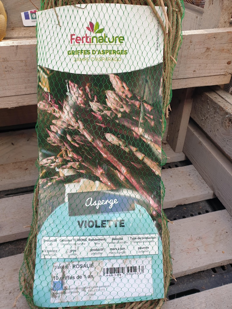 ASPERGE VIOLETTE  X10