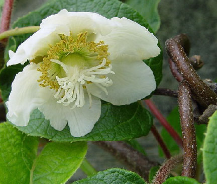 Actinidia chinensis var. deliciosa 'Atlas'