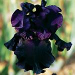 Iris germanica 'Paint it Black'