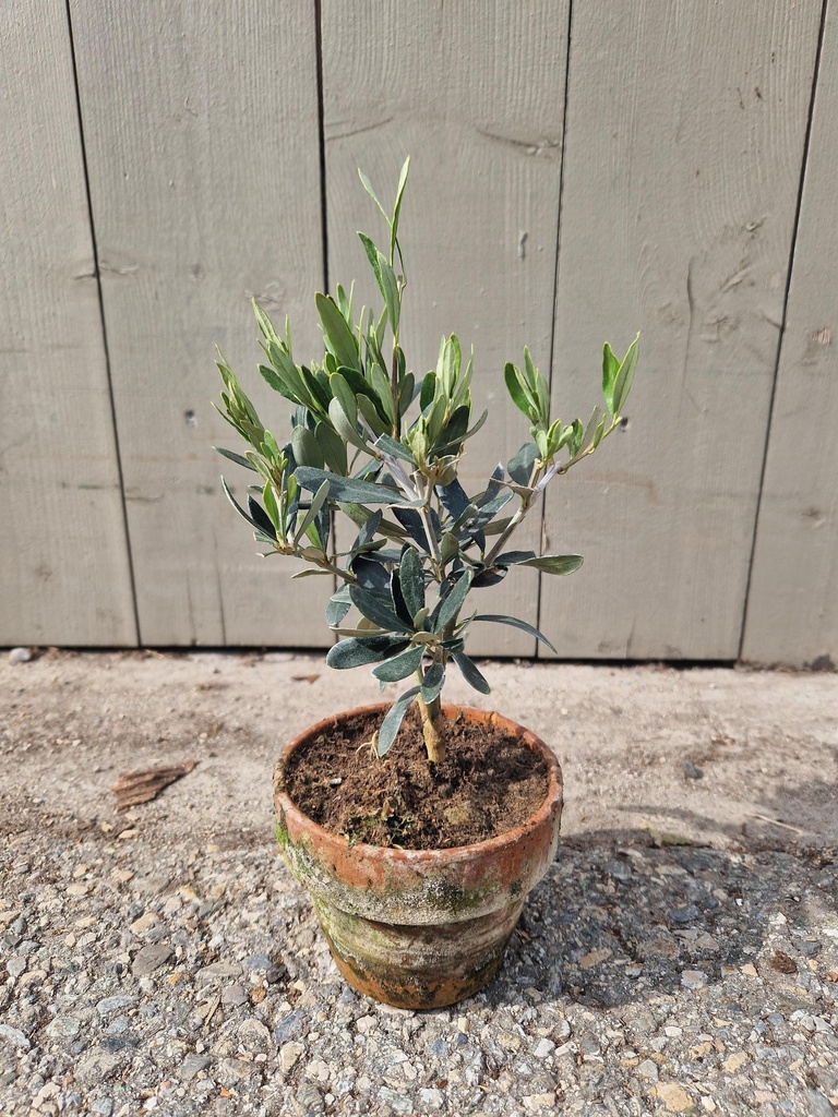 Olea europaea