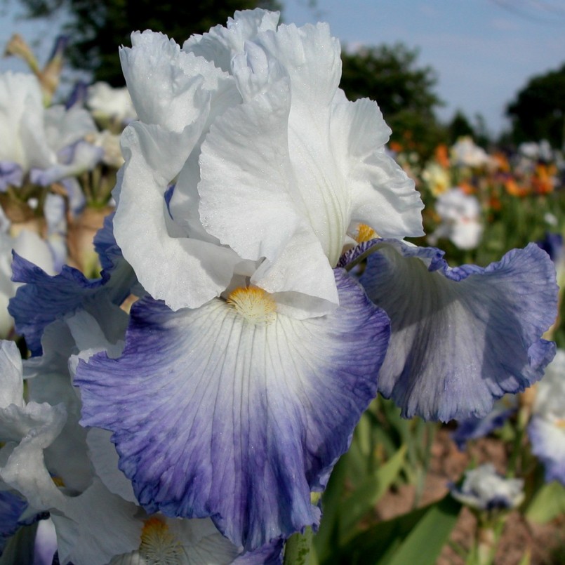 Iris germanica 'Alizés'