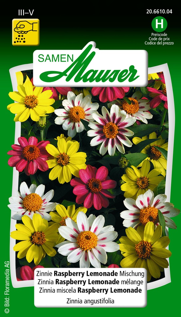 Zinnia Raspberry Lemonade mélange