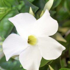Dipladenia 'Summerstar White'