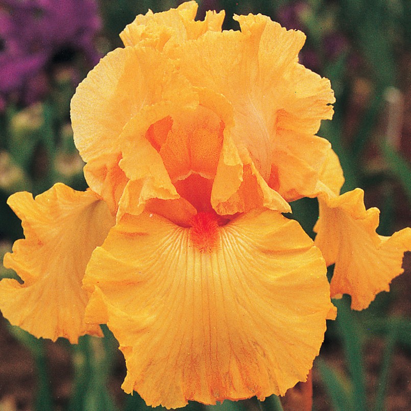 Iris germanica 'Good Show'