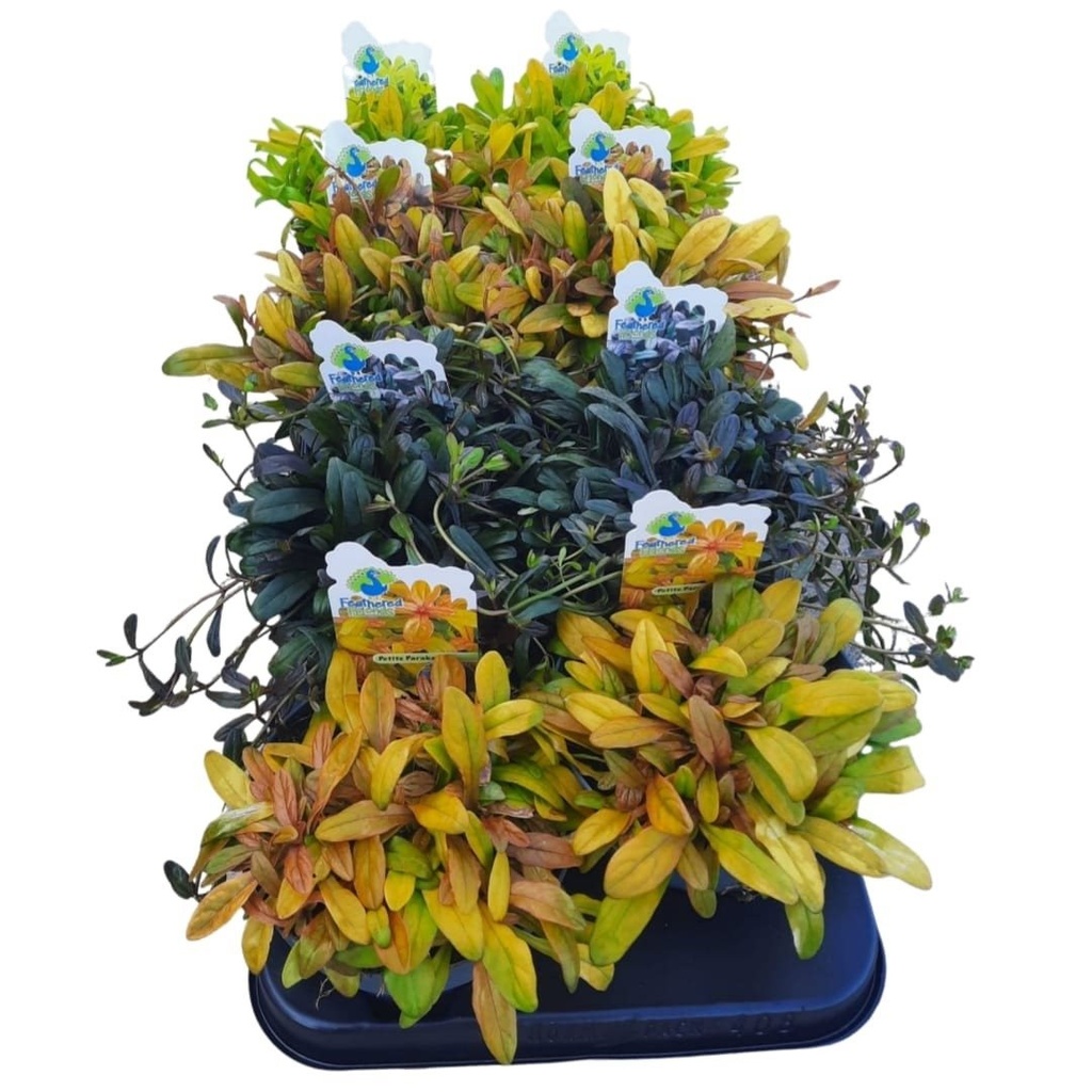 Ajuga 'Feathered Friends'