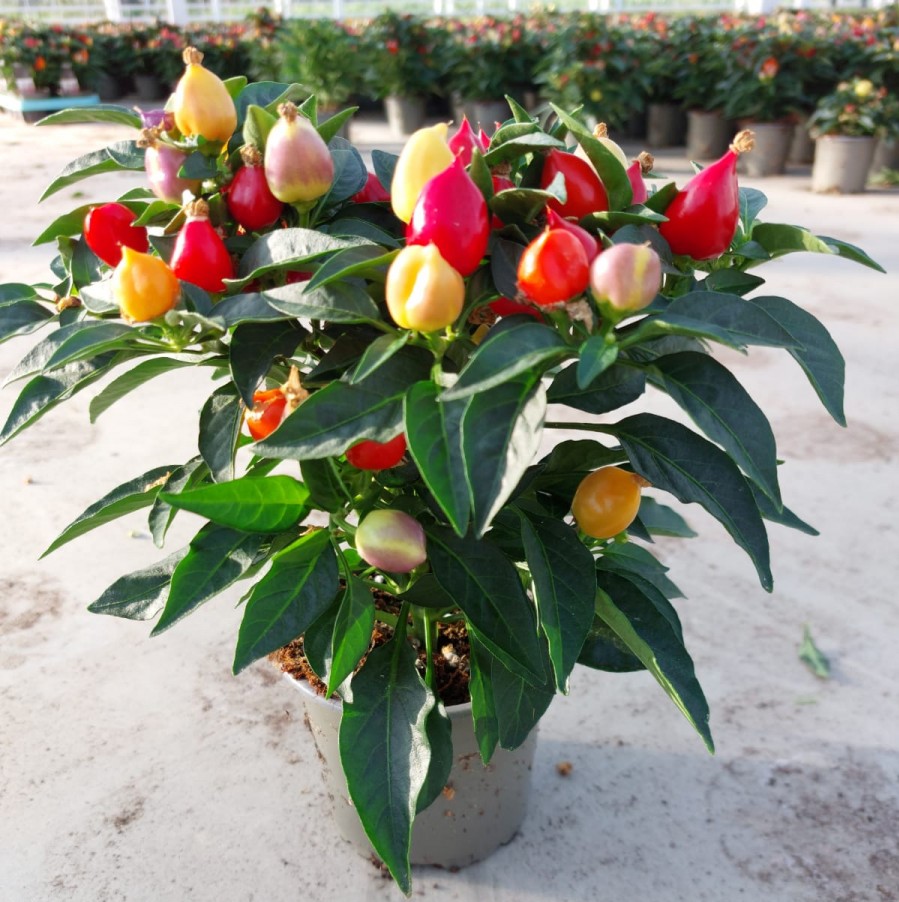 Capsicum annuum 'Daylight'