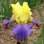 Iris germanica 'Tumultueux'