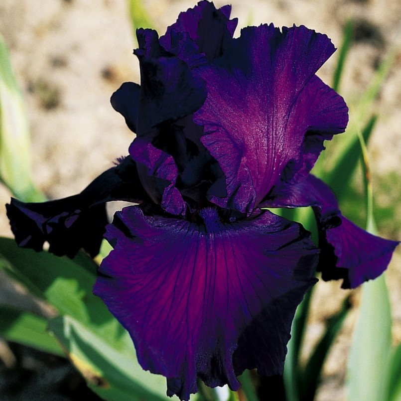 Iris germanica 'Loyalist'