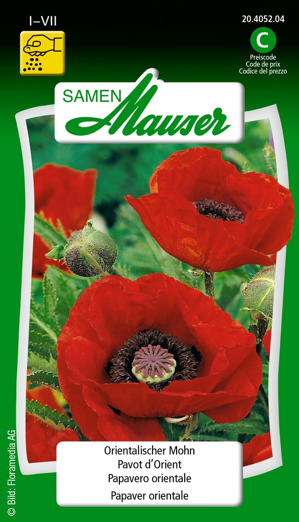 Pavot d'orient écarlate