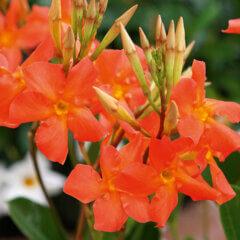 Dipladenia 'Diamantina' Orange Coral & Euphorbia
