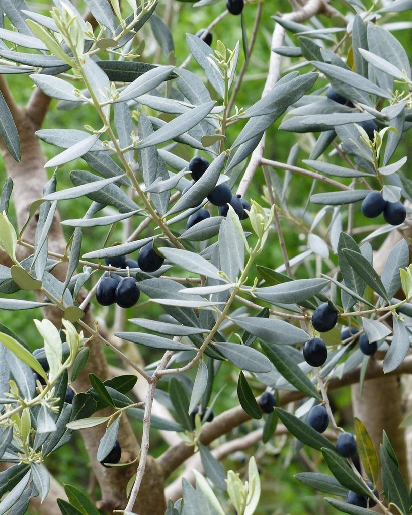 Olea europaea