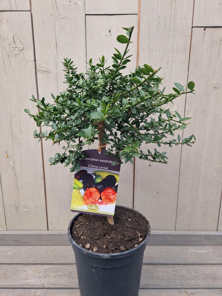 Microcitrus australasica - Finger lime rouge