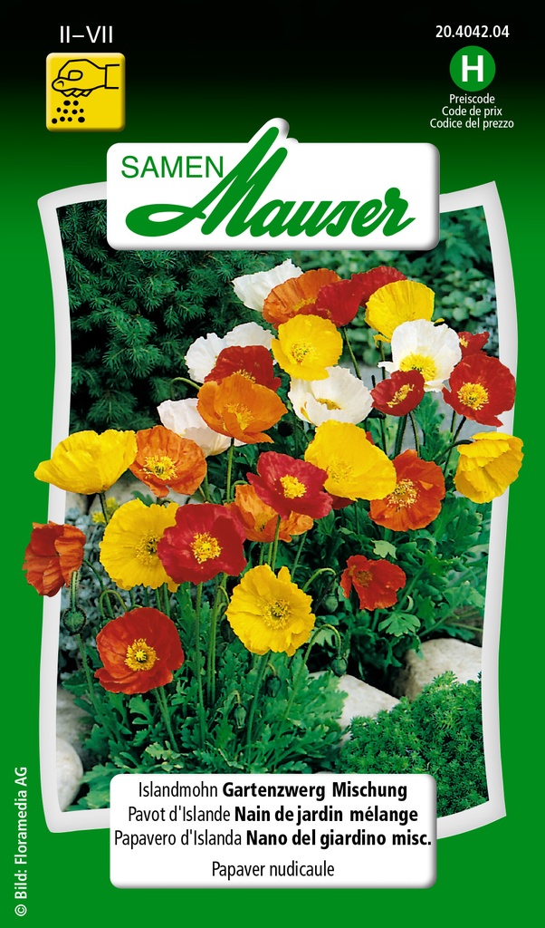 Pavot d'ilande de nain de jardin