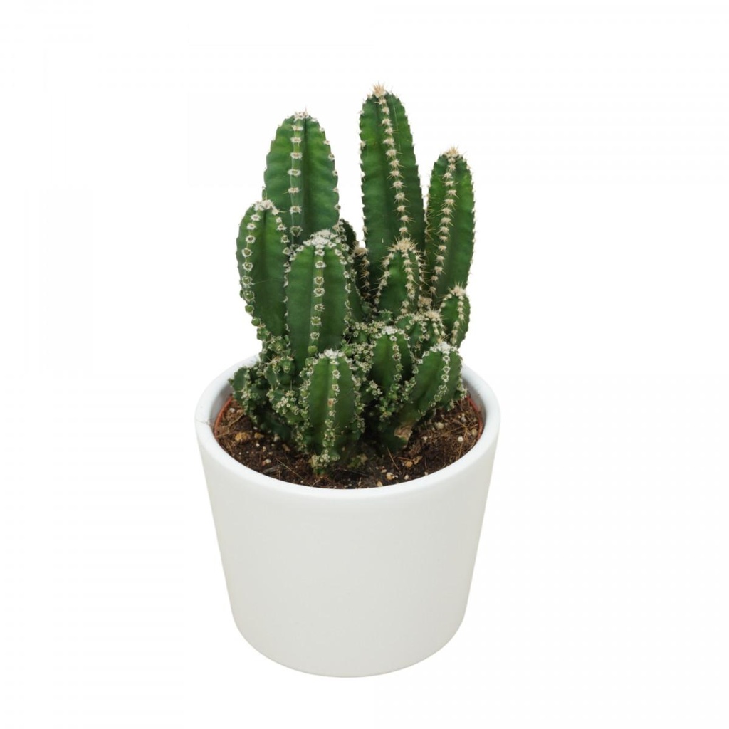 Cereus florida