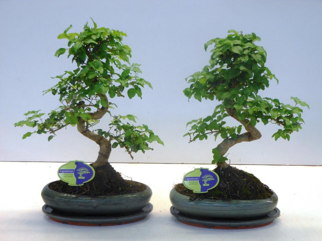 Ligustrum shape Bonsaï