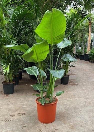 Strelitzia nicolai