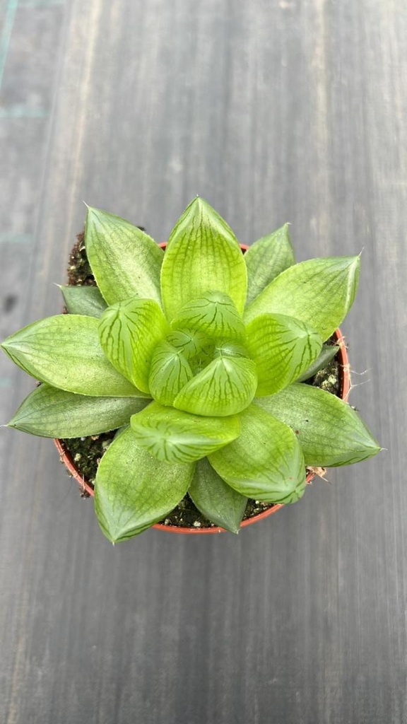 Haworthia cooperii