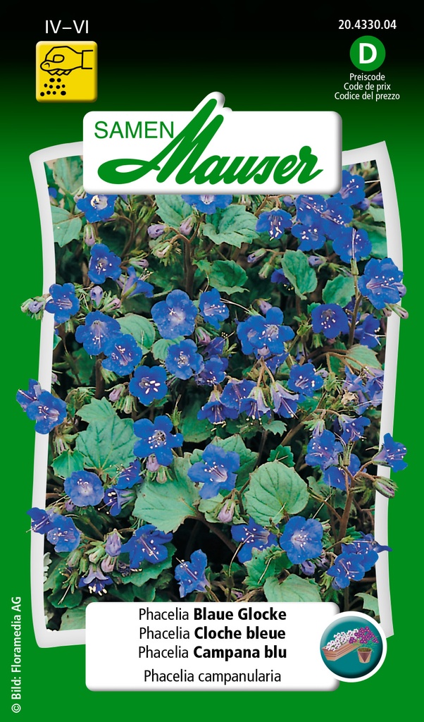 Phacelia Cloche bleue