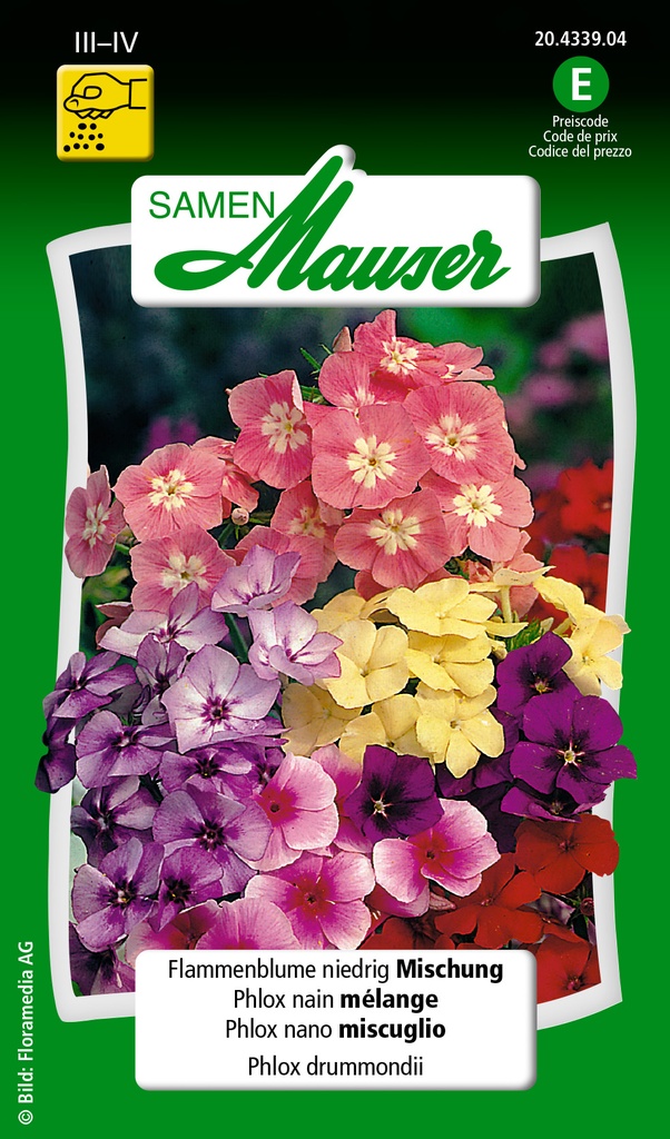 Phlox nana compacta mélange