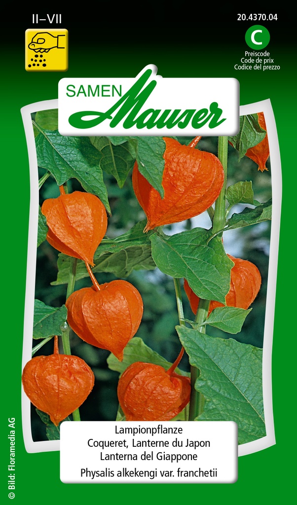 Coqueret. Lanterne du Japon