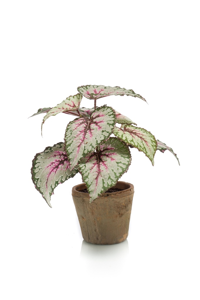 Bégonia Rex résistant UV en pot terre cuite artificiel