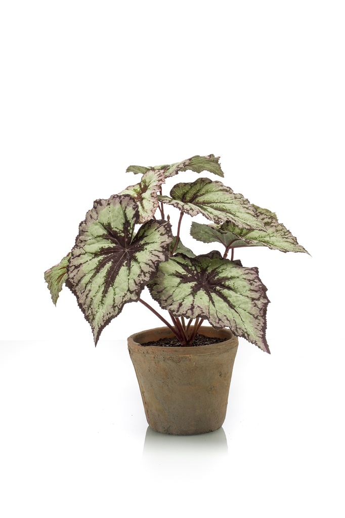Bégonia Rex en pot terre cuite artificiel