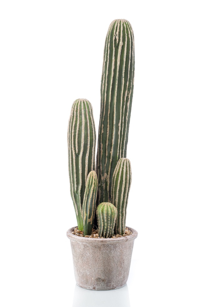 Cactus San Pedro en pot artificiel