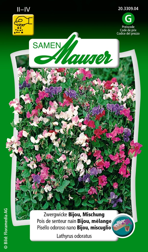 Pois de senteur nain bijou mél