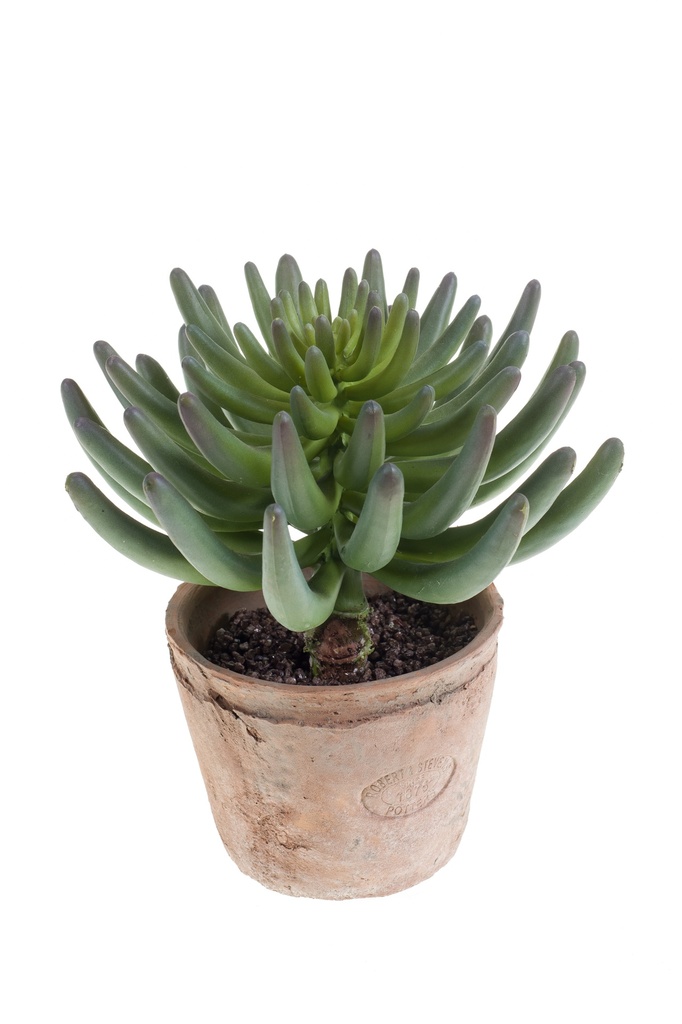 Sedum rupestre en pot terre cuite artificiel