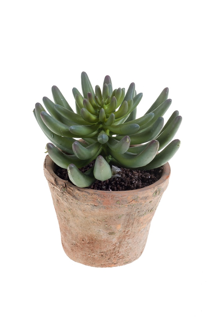Sedum rupestre en pot terre cuite artificiel