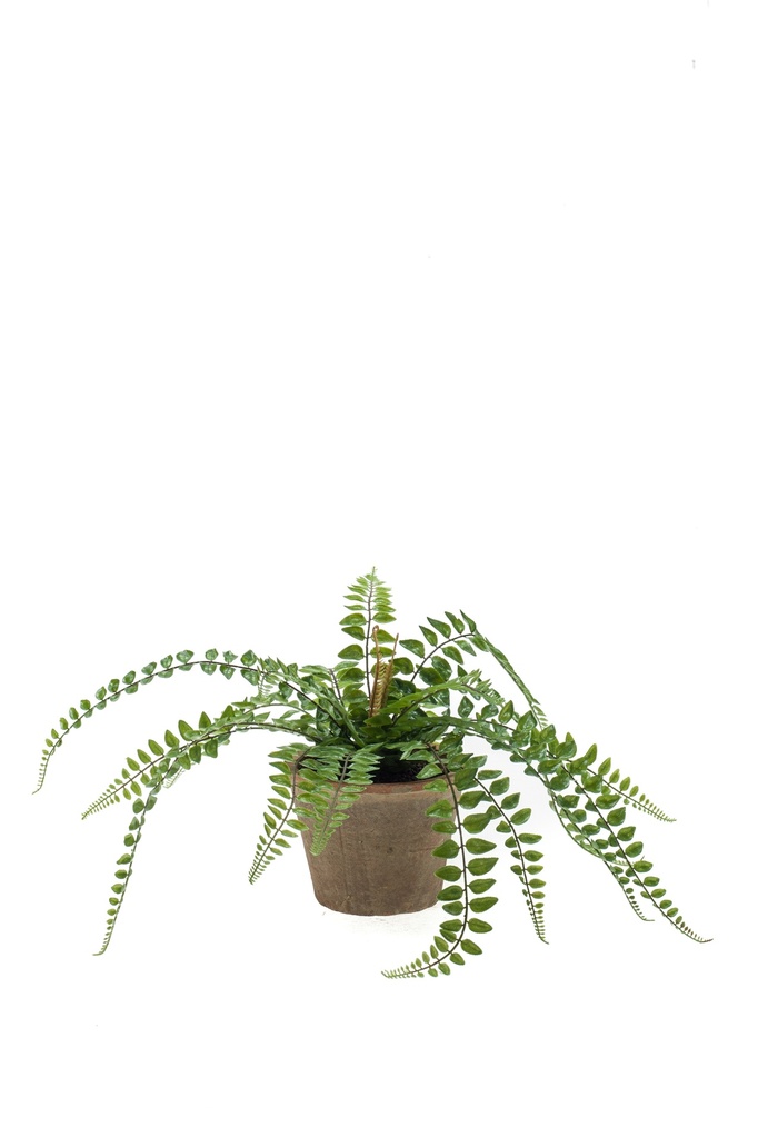 Fougère Pellaea en pot terre cuite artificiel