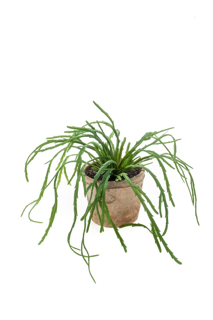 Rhipsalis Pandora en pot terre cuite artificiel