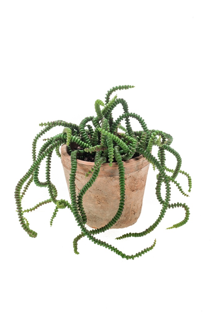 Crassula en pot terre cuite artificielle