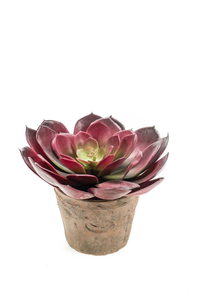 Echeveria Pelusida en pot terre cuite artificiel