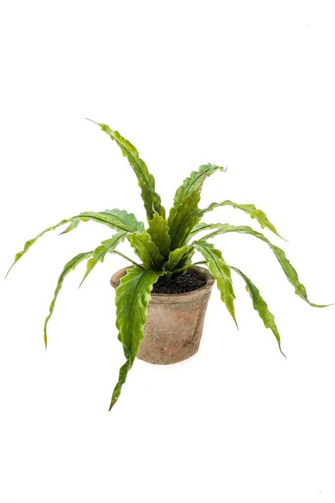 Asplénium en pot terre cuite artificiel
