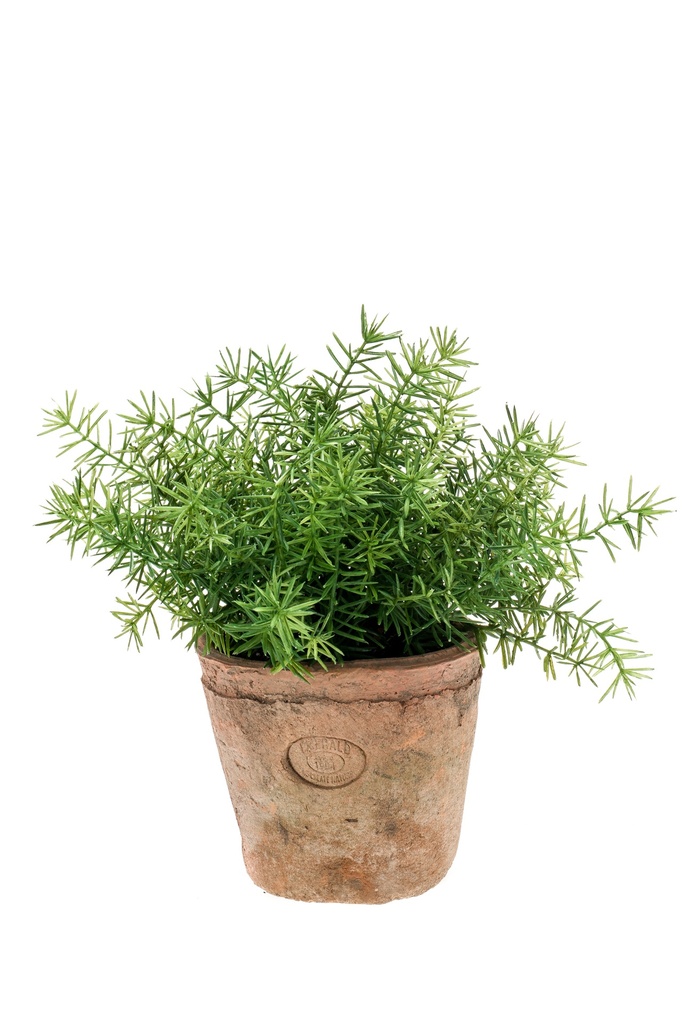 Asparagus en pot terre cuite artificiel
