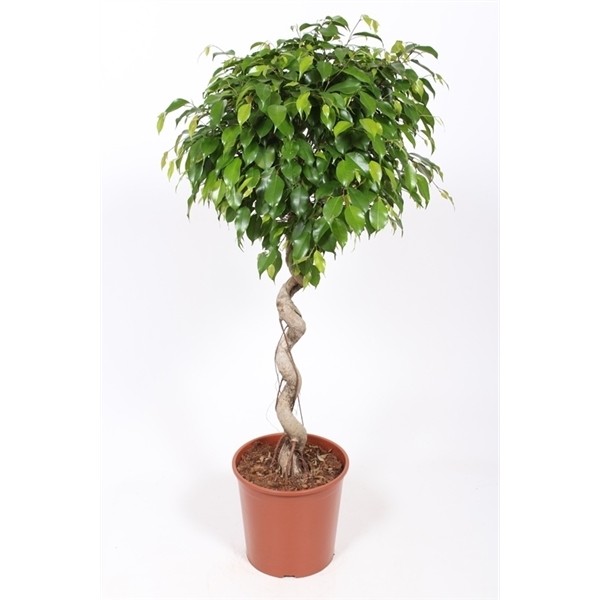 Ficus exotica
