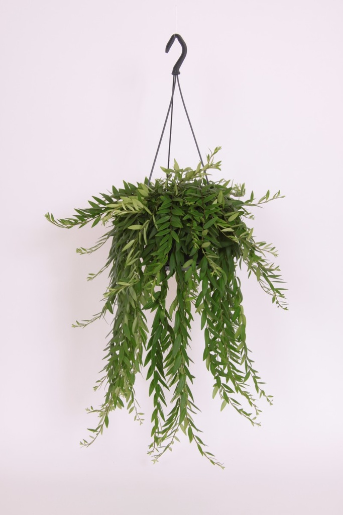 Aeschynanthus japhrolepis