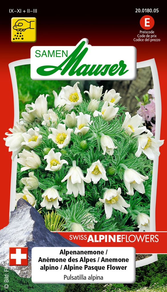 Pulsatilla alpina blanc