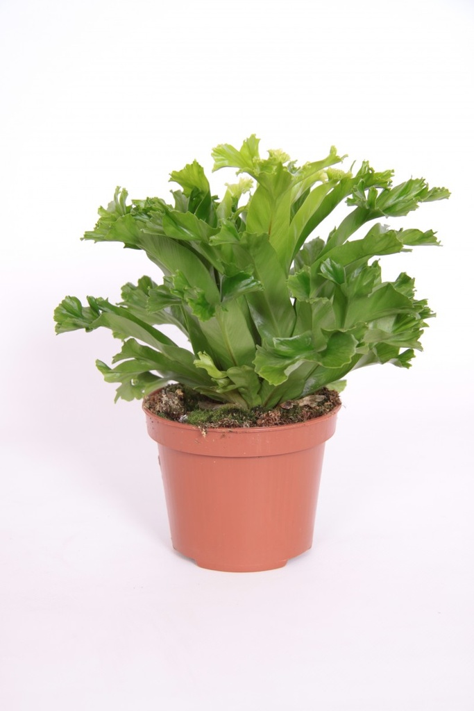 Asplenium 'Lesly'