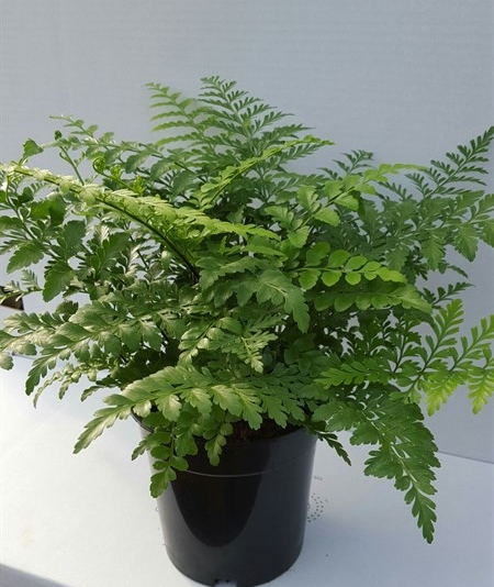 Asplenium parvati