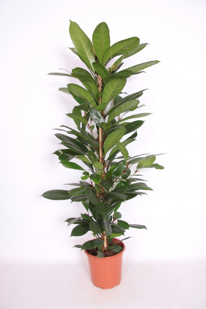 Ficus cyathistipula
